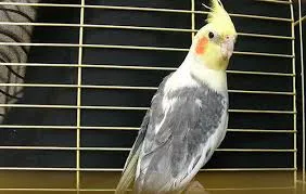 Корела (лат. - Nymphicus hollandicus)