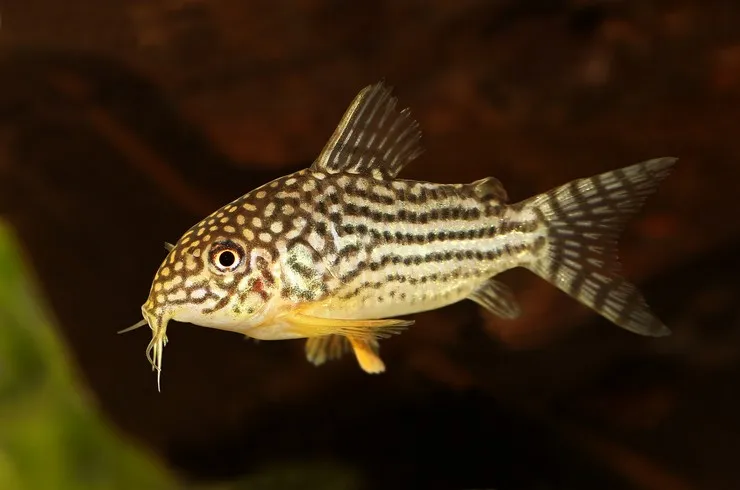 Корідорус Штерба (лат. - Corydoras Sterbai)
