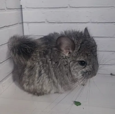 Шиншила (кольорова VIP), - (лат. - Chinchilla)