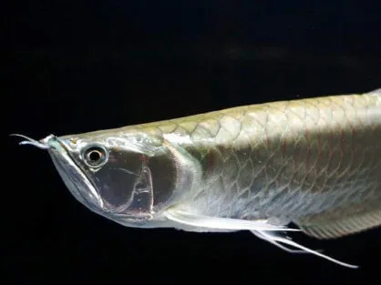 Арована (лат. - Silver Arowana)