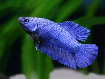 Пітушки, асс. S. (лат. Betta)