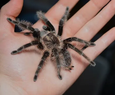 Паук Брахипельма альбопилозум, L (лат. - Brachypelma albopilosum)