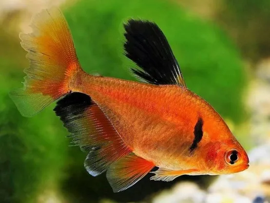 Серпас, (лат. - Hyphessobrycon serpae)