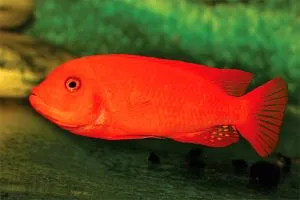 Псевдотрофеус Зебра ред-ред (Pseudotropheus zebra red red)