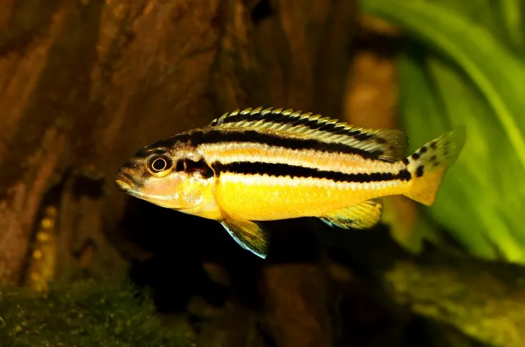 Меланохроміс ауратус, S (лат. - Melanochromis auratus)
