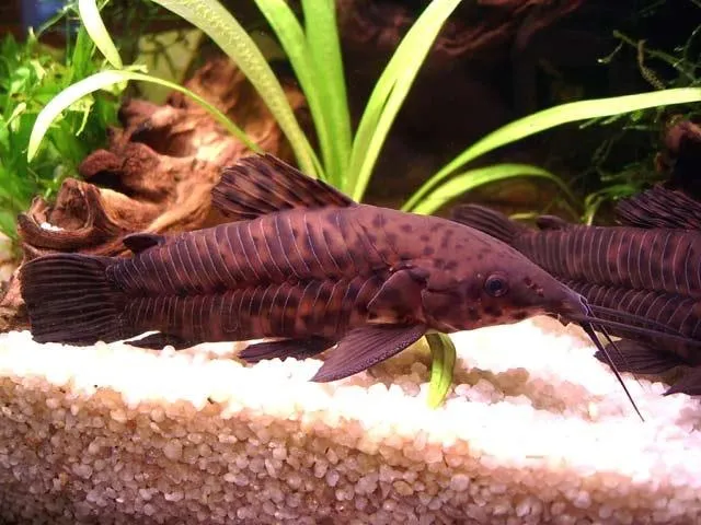 Таракатум, M (лат. - Hoplosternum thoracatum)