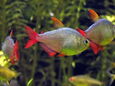 Тетра Колумбійська (лат. - Hyphessobrycon columbianus)