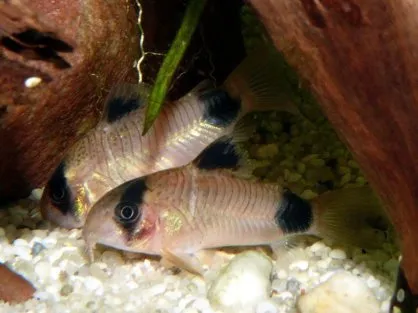 Корідорус панда (лат. - Corydoras paleatus)