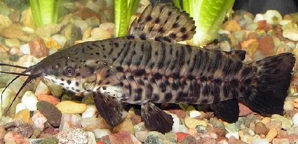Таракатум, S (лат. - Hoplosternum thoracatum)