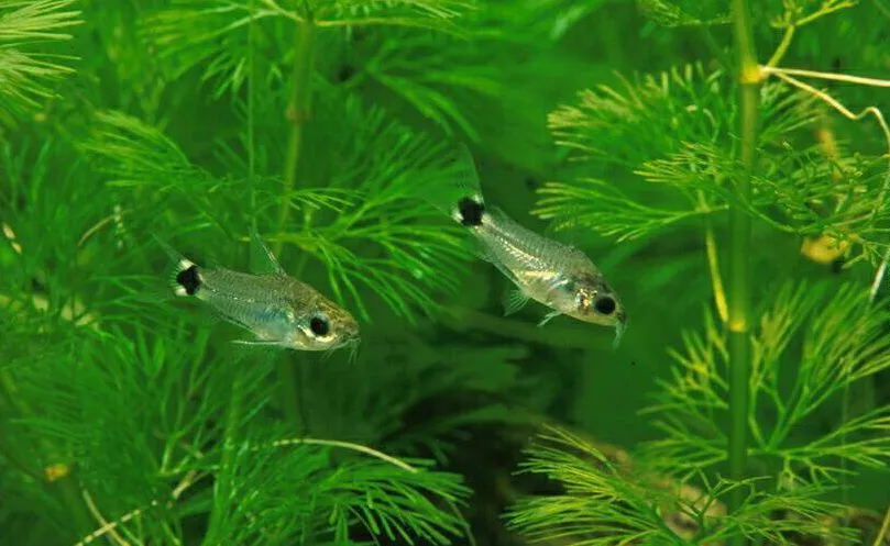 Корідорус Хастатус (лат. - Corydoras hastatus)