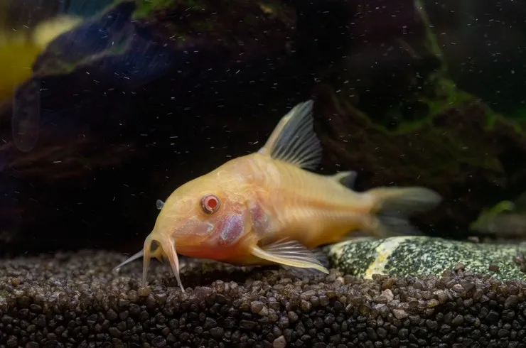 Корідорус крапчатий альбінос (лат. - Corydoras paleatus)