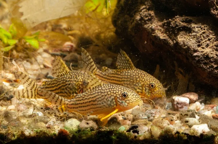 Корідорус Штерба (лат. - Corydoras Sterbai)