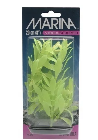 Marina HYGROPHILA hellgreen 20см