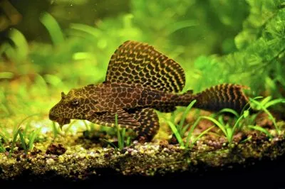 Птеригопліхт парчевий (лат. - Pterygoplichthys gibbiceps)