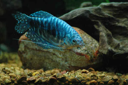 Гурамі мармуровий, S (лат. - Trichogaster trichopterus)