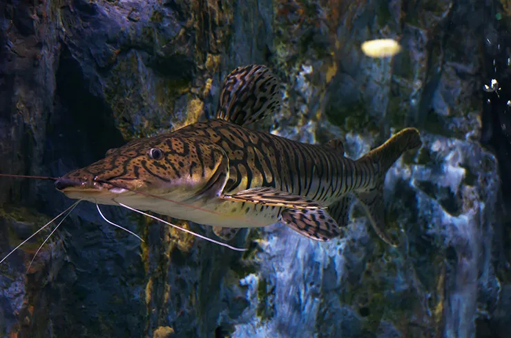 Платистома тигрова (лат. - Pseudoplatystoma fasciatum)