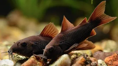 Корідорус Блэк Венесуэла (лат. - Corydoras aeneus Black Venezuela)