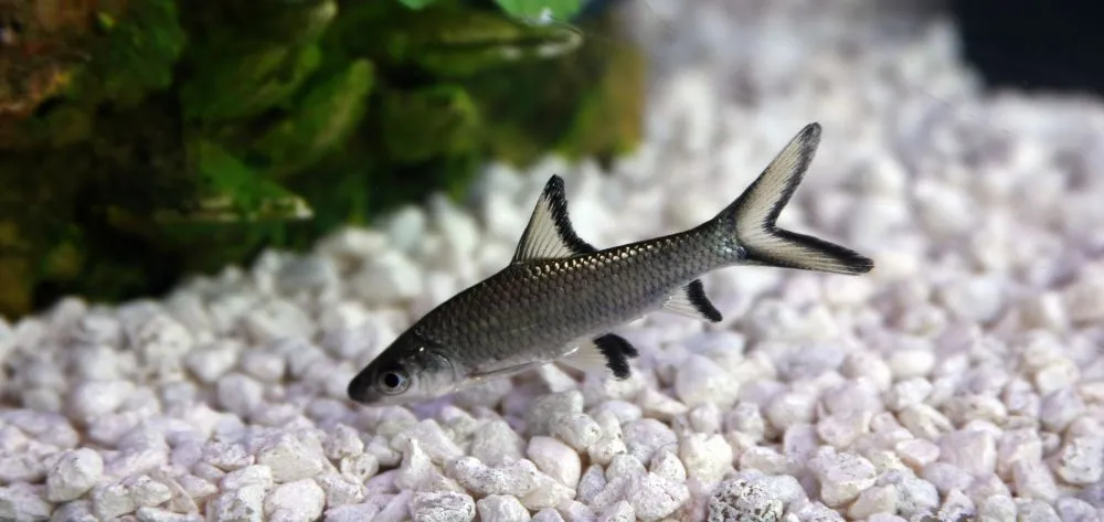 Акула Балу, (лат. - Balantiocheilus Melanopterus)