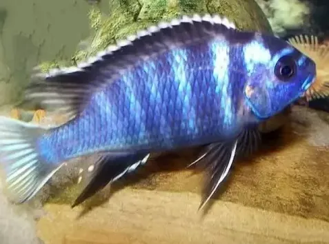 Псевдотрофеус Акі білохвостий, L (лат. - Pseudotropheus acei)