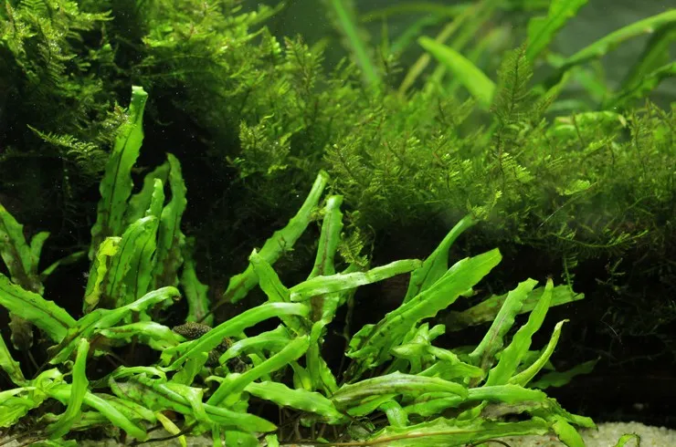 Криптокорина Вента зелена, M (лат. - Cryptocoryne wendtii green)