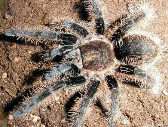 Паук Брахипельма альбопилозум, S (лат. - Brachypelma albopilosum)