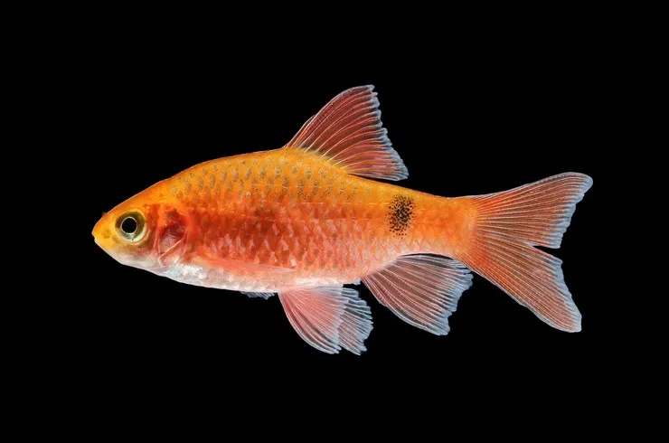 Барбус вогненний, S (лат - Puntius conchonius)
