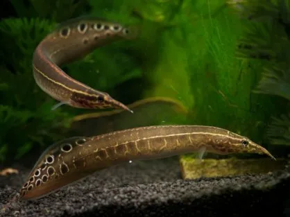 Макрогнатус глазчатий (лат. - Macrognathus aculeatus)