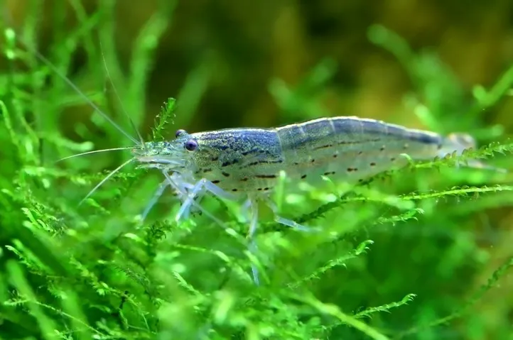 Креветка Амано (лат. - Caridina multidentata)