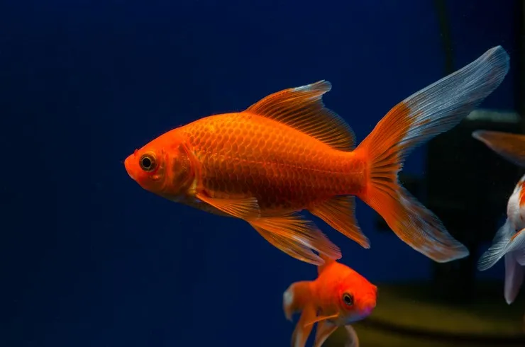 Комета, асс. M. (лат. - Carassius auratus)