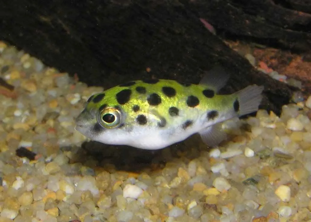 Тетрадон (лат. Tetraodon nigroviridis)