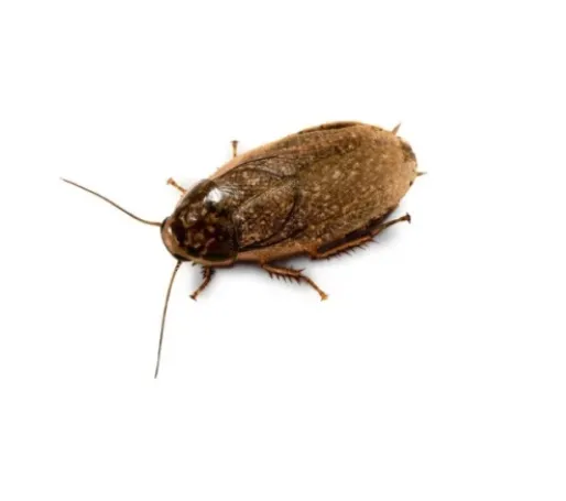 Таракан мармуровий, S (лат. - Nauphoeta cinerea)