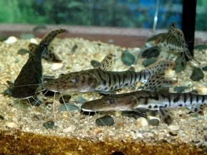 Платистома тигрова (лат. - Pseudoplatystoma fasciatum)