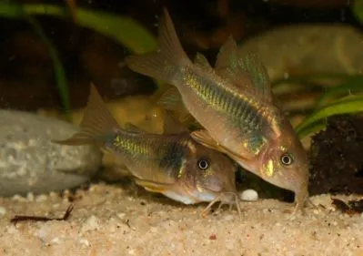 Корідорус Золотий (лат. - Corydoras aeneus)