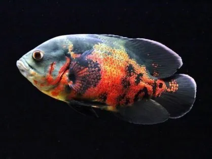 Астронотус (Україна), L / Astronotus