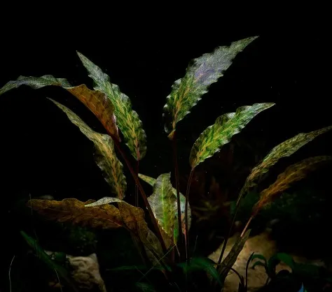Криптокорина нурі Розен Мейден, XL (лат. - Cryptocoryne nurii Rosen Maiden)