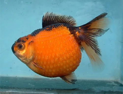 Золота рибка, Перлина, 2XL. (лат. - Carassius auratus)