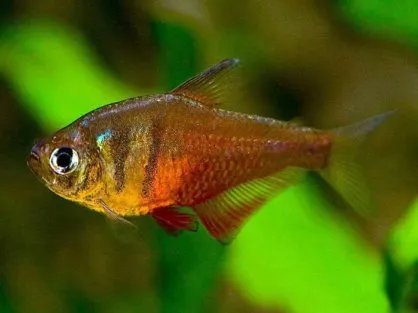 Тетра фон рио (лат. - Hyphessobrycon flammeus)