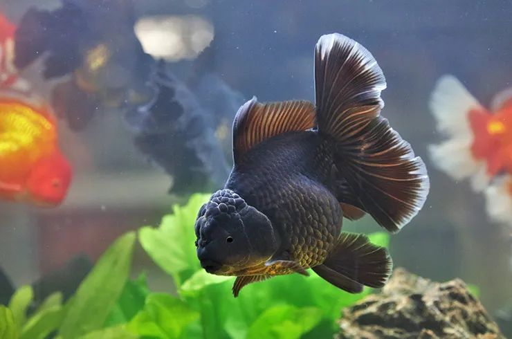 Оранда Чорна, XL. (лат. - Black Oranda)