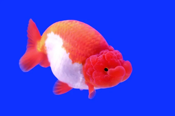 Ранчу, L (лат. - Carassius auratus)