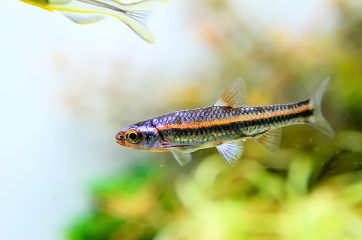 Нотропіс радужний (лат. - Notropis Chrosomus)
