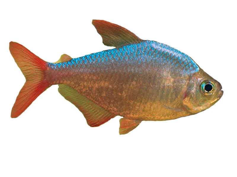 Тетра Колумбійська (лат. - Hyphessobrycon columbianus)