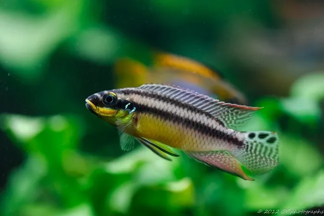 Пельматохроміс крібенсіс, XL (лат. - Pelvicachromis pulcher)