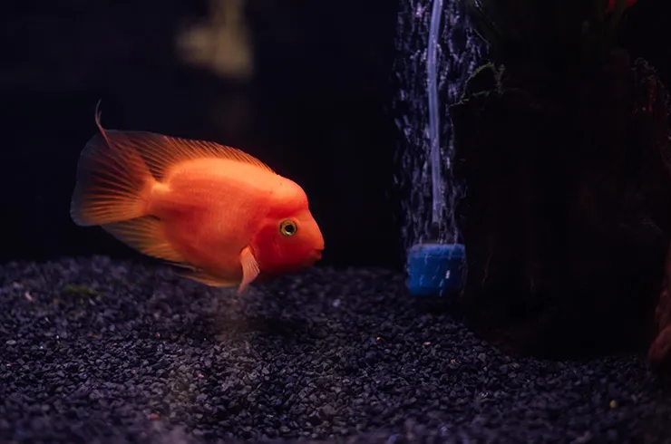 Цихлозома "Червоний Попугай" (лат. - Cichlasoma Red parrot)
