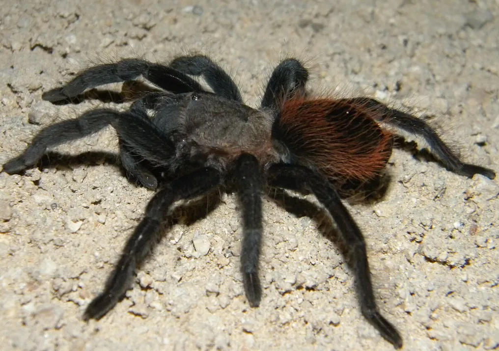 Павук Брахіпельма Ваганс, дор. (лат. - Brachypelma vagans)