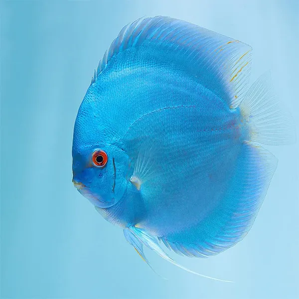 Дискус "Blue Diamond", XL (лат. - Symphysodon discus)