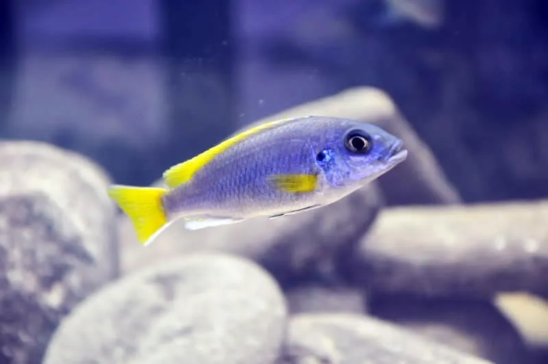 Псевдотрофеус акі (Pseudotropheus sp. "acei")