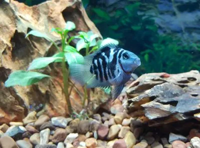 Цихлозома "Червоний Попугай", синій тигровий, M (лат. - Cichlasoma Blue Panda Parrot)