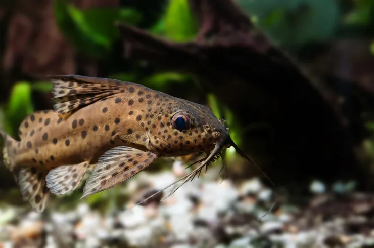 Синодонтіс (Synodontis nigriventris)