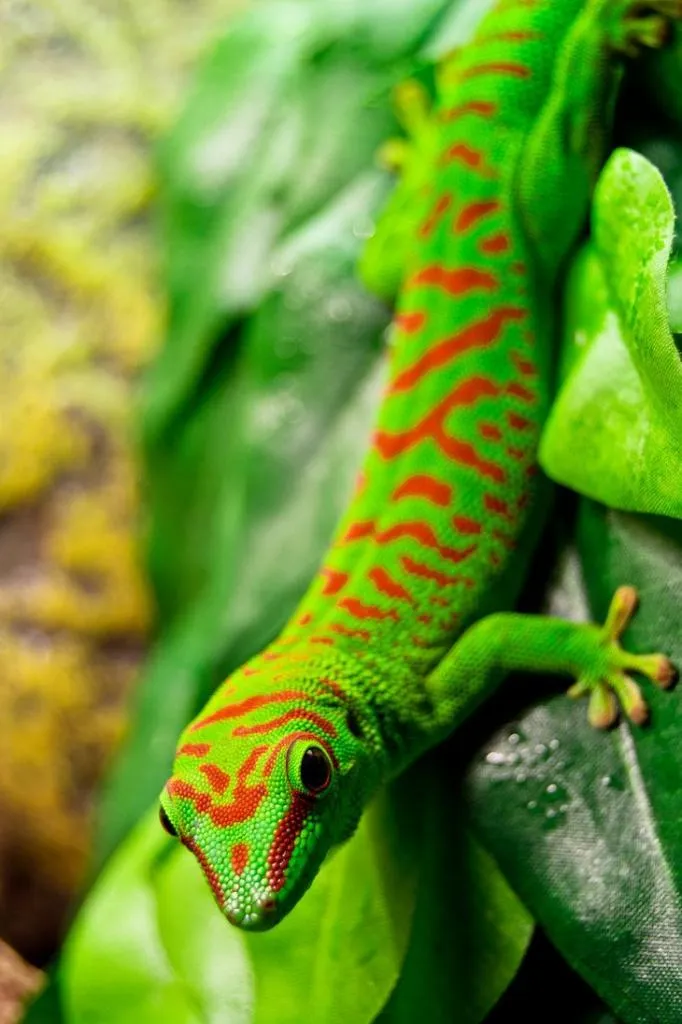 Геккон Фельзума (лат. - Gekko Phelsuma)