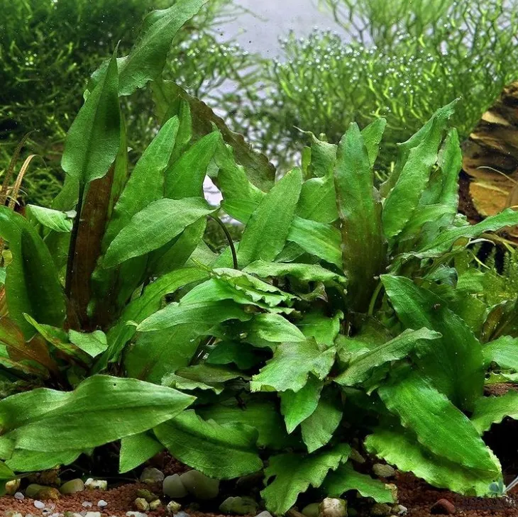 Криптокорина Вента зелена, M (лат. - Cryptocoryne wendtii green)